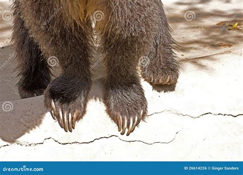 Grizzly Bear Feet And Claws Stock Photo - Image of daylight, horizontal: 26614226