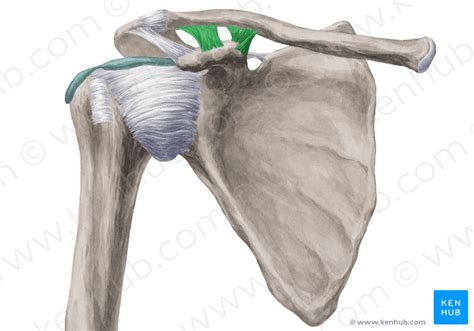 coracoclavicular ligament