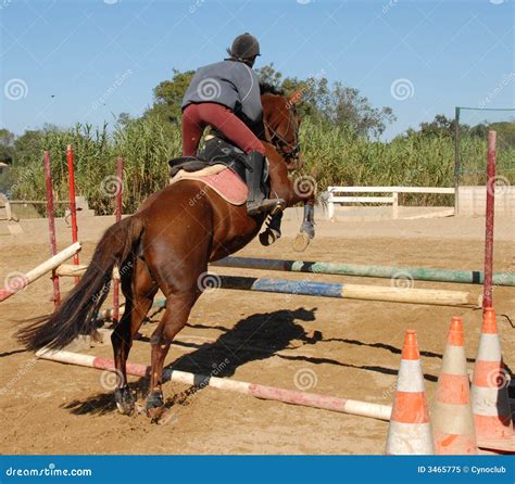 Jumping Brown Horse Royalty Free Stock Photo - Image: 3465775