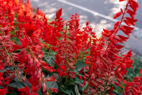 Red Salvia: Plant Care & Growing Guide