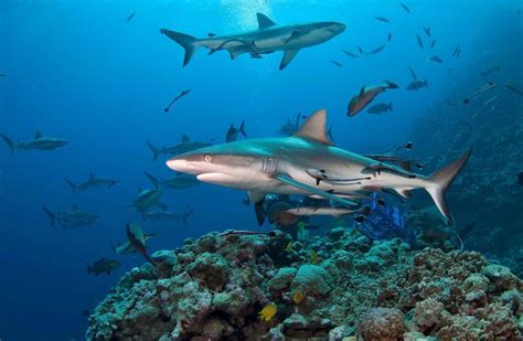 a large group of sharks swimming over a coral reef