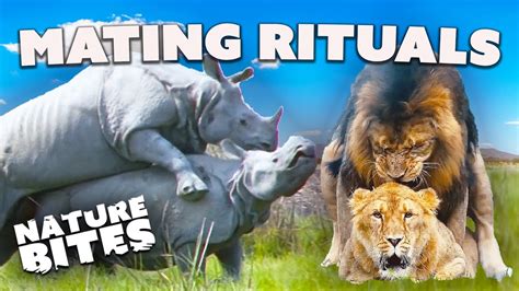 Love in the Wild: Animal Mating Rituals | Nature Bites - YouTube