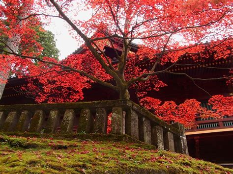 Autumn in Nikko - Japan Today