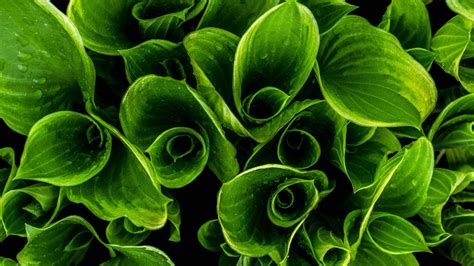 Close-up Photography of Green Leafed Plants · Free Stock Photo
