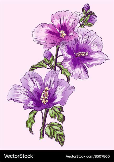 Purple Hibiscus Flower Sketch Royalty Free Vector Image