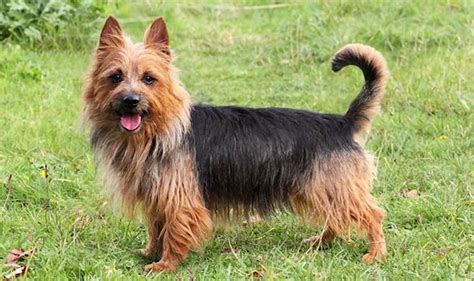 Australian Terrier - (Complete Breed Information)