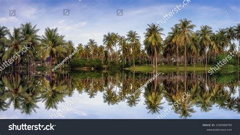 Kerala Coconut Trees: Over 8 153 Royalty-Free Licensable Stock Photos | Shutterstock