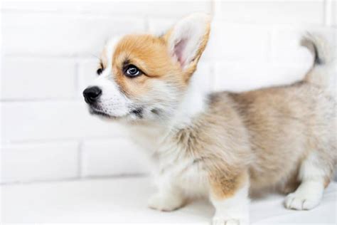 Corgi Colors | Pembroke & Cardigan Corgi Coat Colors