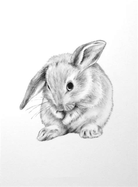 Pin by Andrea Büschgens on Häschen | Bunny sketches, Rabbit drawing, Bunny art