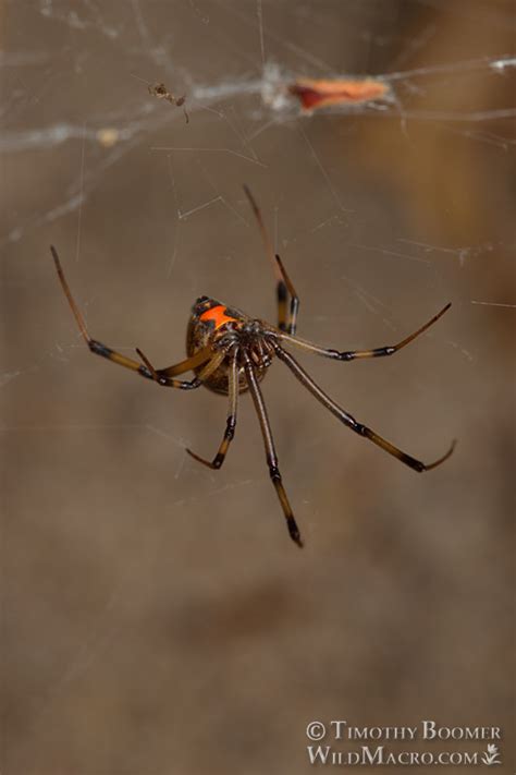 Brown Widow Spider (Latrodectus geometricus) Pictures | Wild Macro Stock Photography