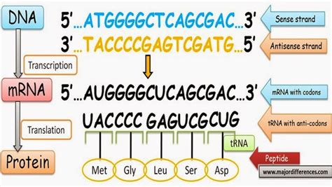 Difference between Sense and Antisense strands of DNA - MD