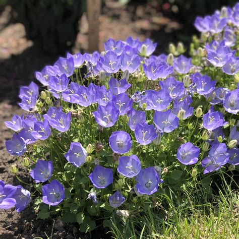 Campanula Bell Flower Care | Best Flower Site