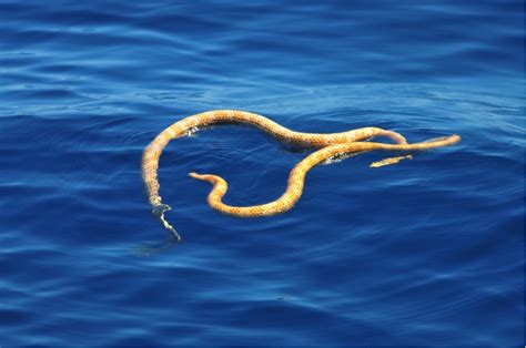 2 'Extinct' Sea Snakes Discovered Off Australian Coast | Live Science