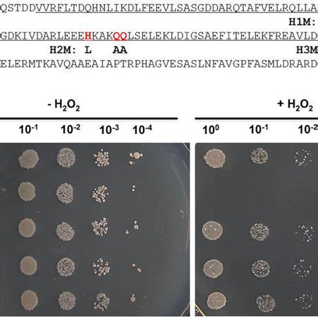 The hemerythrin domain is essential to MsmHr function. (A) The... | Download Scientific Diagram