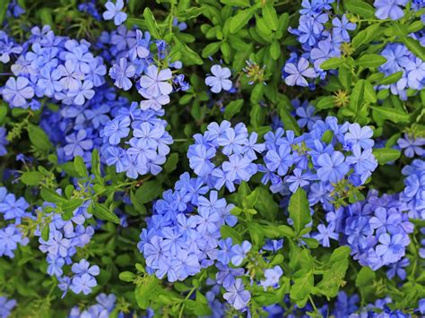 Plumbago Care: Where And How To Grow A Plumbago Plant