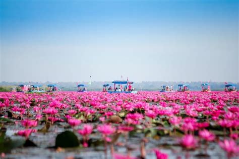 Red Lotus Lake (Nong Han) - Udon Thani - Guide to Thailand