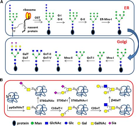 Chemical and Chemoenzymatic Synthesis of Glycoproteins for Deciphering Functions: Chemistry ...