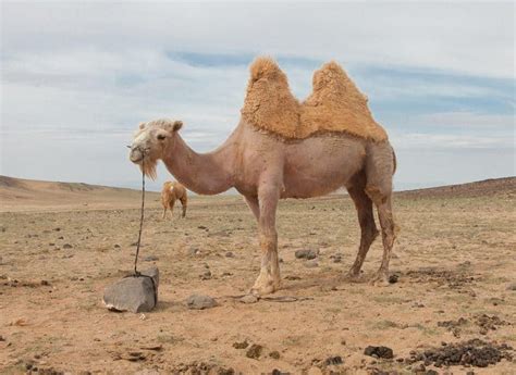 50 Amazing Camel Facts About This Unique Animal | Facts.net