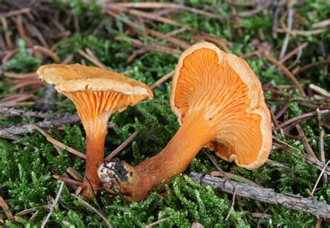 Chanterelle vs. Its Imposters: Identifying Chanterelle Look Alikes - Foraged - Foraged