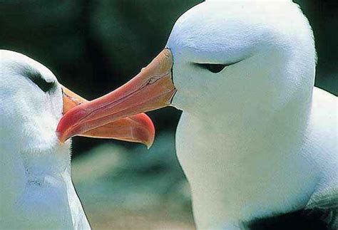 Wildlife of the Malvinas Islands.