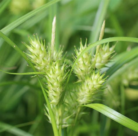 Carex lupulina, Hop Sedge at Toadshade Wildflower Farm