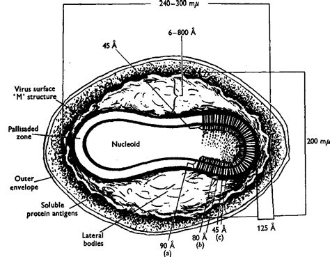 Figure 2 from STUDIES ON THE STRUCTURE OF VACCINIA VIRUS. | Semantic ...