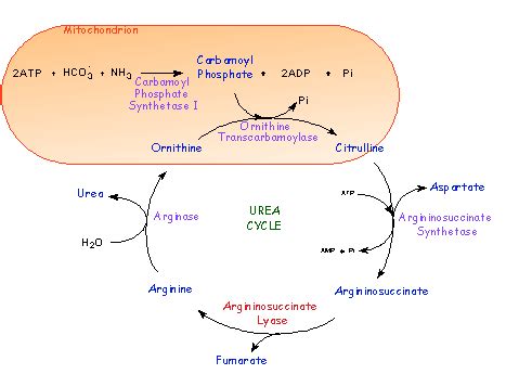 Carbamoyl phosphate - Alchetron, The Free Social Encyclopedia