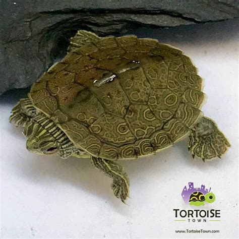 Geographic Map turtle for sale near me | baby map turtles for sale online