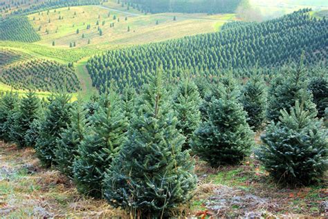 The Christmas Tree Allergy Phenomenon – Live Christmas Trees Carry Mold ...