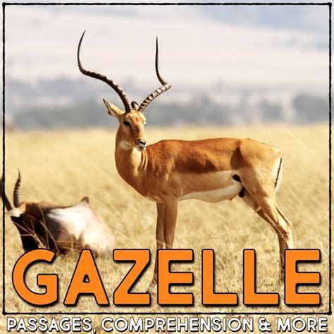 Grant's Gazelle Informational Article and Comprehension Activities | Informational articles ...