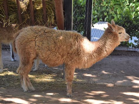 Lama glama X Vicugna pacos / Llama / Alpaca hybrid in zoos