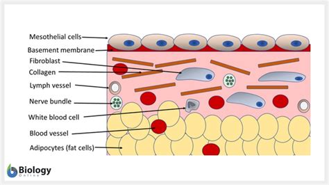 Simple squamous epithelium - Definition and Examples - Biology Online Dictionary