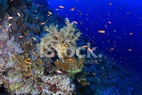 Elphinstone Reef Stock Photo | Royalty-Free | FreeImages