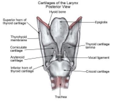 Arytenoid Cartilage Intubation