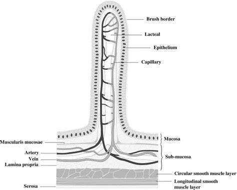 6.1 Digestion | JH's Blog