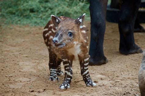 Tiny Tapir Born at the Zoo - The Houston Zoo