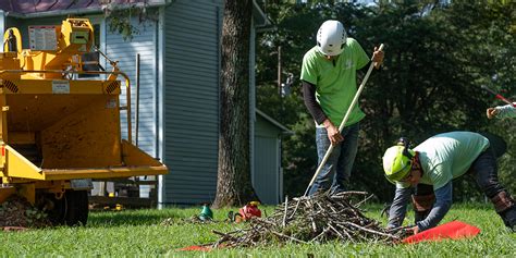 Will Cutting Tree Roots Harm Trees? Effects of Root Removal