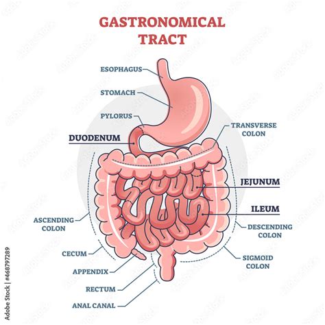 Plakat Gastronomical tract and digestive system isolated structure outline diagram. Labeled ...