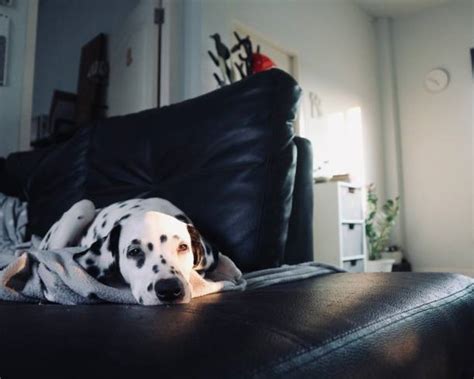 360+ Dalmatian Sleeping Dog Stock Photos, Pictures & Royalty-Free ...