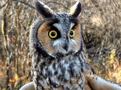 Long-Eared Owl Count Appears Strong This Fall