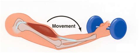 Concentric and Eccentric Contractions | Pocket Prep