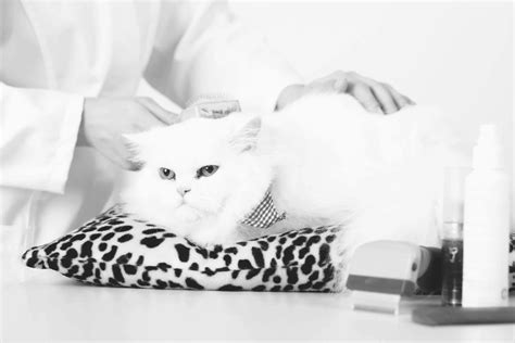 Cat Grooming Tips