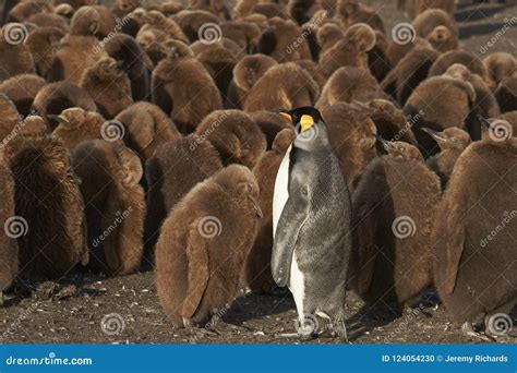 King Penguin Creche in the Falkland Islands Stock Photo - Image of ...