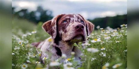 Australian Shepherd Lab Mix Puppy