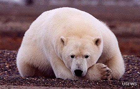 Polar Bear Species Profile, Alaska Department of Fish and Game