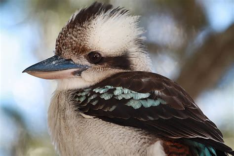 Le Kookaburra symbolisme