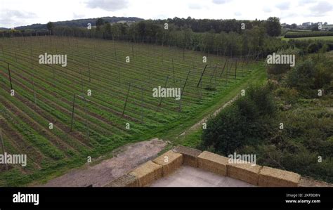 Aerial view of apple orchard Stock Photo - Alamy