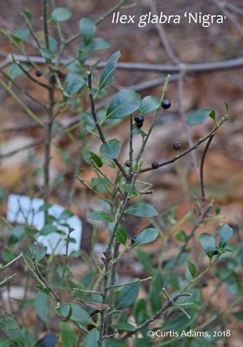 Native Plants with Adams Garden: Inkberry berries