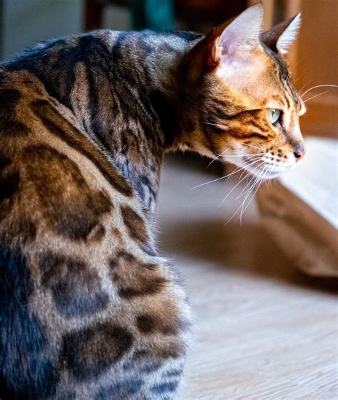 Bengal Cat Breed Profile | Litter-Robot