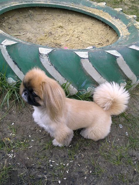 Pekingese Haircut Styles Pictures - what hairstyle is best for me